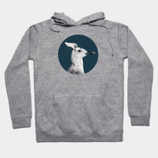 Lesser black-backed gull Hoodie